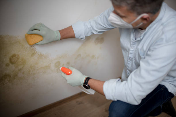 Best Emergency Mold Removal  in Okolona, MS