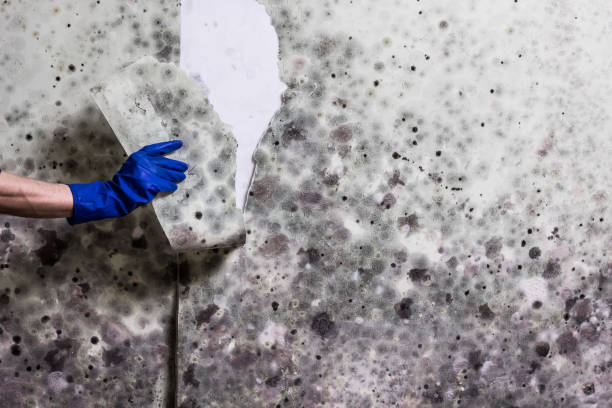Best Mold Inspection  in Okolona, MS