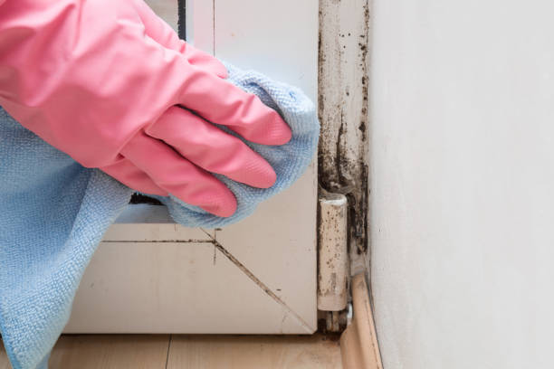 Best Same-Day Mold Removal  in Okolona, MS
