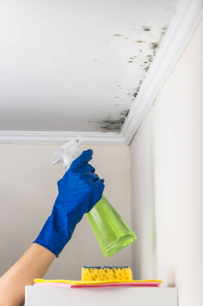 Best Commercial Mold Removal  in Okolona, MS